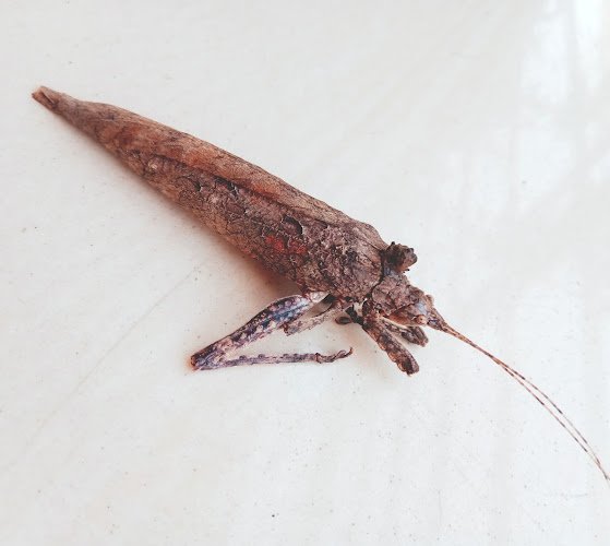 Diva Men's Beauty Saloon