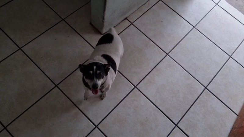 Shaggy's Doggies Salon