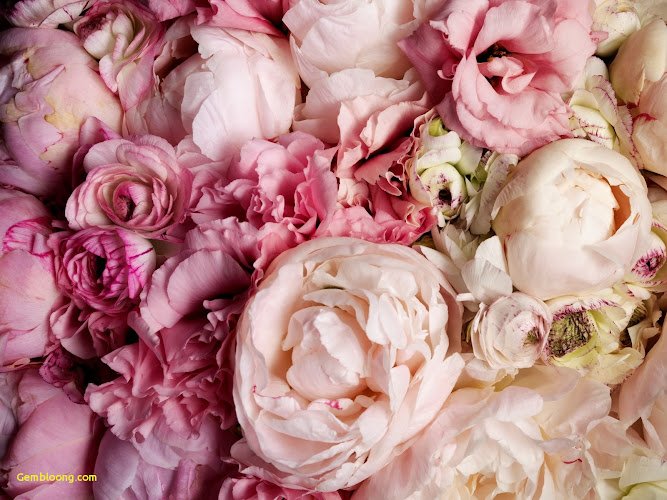 the House of Glamour