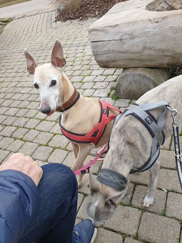 Fondation du Refuge SPA de Saint Légier la Chiésaz