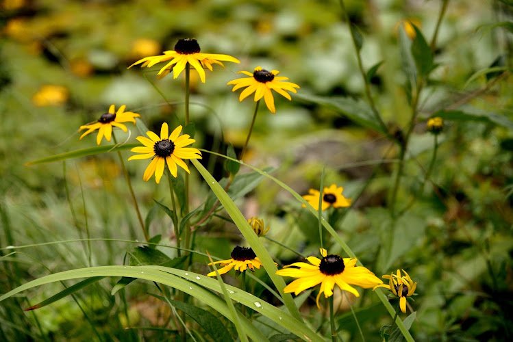 Naturheilkundliche Kosmetik Jutta Schuhmann